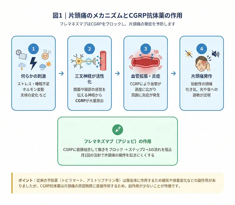 片頭痛の発生メカニズムとCGRP抗体薬フレマネズマブ（アジョビ）の作用機序を示すインフォグラフィック。ステップ1：ストレス・天候等の刺激、ステップ2：三叉神経からCGRP放出、ステップ3：血管拡張・炎症、ステップ4：片頭痛発作（拍動性の痛み・吐き気）の4段階を説明。図の下部では、フレマネズマブがCGRPをブロックし、ステップ2から3への進行を阻止することで発作を予防する仕組みを解説。従来の予防薬と比較して、特定の原因物質に作用するため副作用が少ないという特徴も記載。